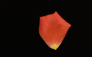 Why Rose Petals Curl: Hidden Geometry of Nature’s Beauty Uncovered