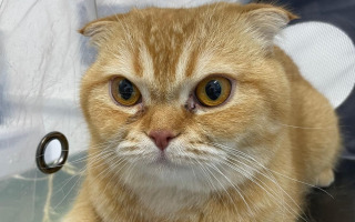 New Hope for Cats with Eye Infections: Study Finds Common Cold Sore Cream Safe and Effective for Feline Use