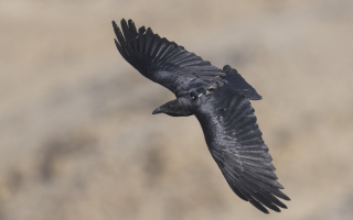 In a Changing World, Animal Personality Can Mean Life or Death New Study Finds