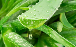 Cultured Meat’s New Secret Ingredient: Aloe Vera