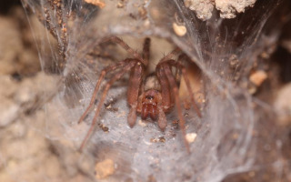 Researchers Find Seven New Spider Species in Caves in Israel