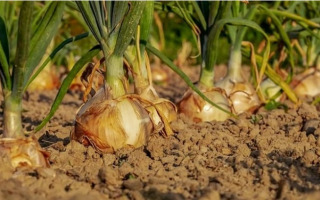 Optimizing Leaf Hydration through Light Intensity and Color Ratios Potentially Improving Agricultural Practices Optimizing Leaf Hydration through Light Intensity and Color Ratios Potentially Improving Agricultural Practices