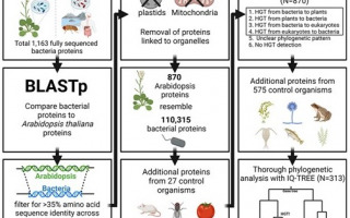 Plant and bacteria have extensively exchanged genes during their evolution
