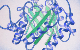 Ancient Protein Breaks the Rules of Molecular Handedness A Molecular Retelling of Alice in Wonderland Uncovers an Ancient Protein with an Unexpected Function