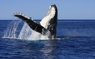 Whale Song Has Structure Similar to Human Language