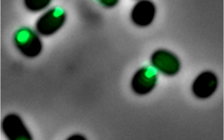 A Hidden Control Center: How Bacteria Regulate Their Attack Strategies