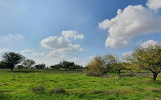 Ecological Impact of Eucalyptus Trees in the Western Negev: Balancing Benefits and Risks
