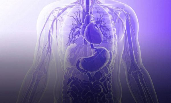 Proteins Revolutionize Organ Preservation