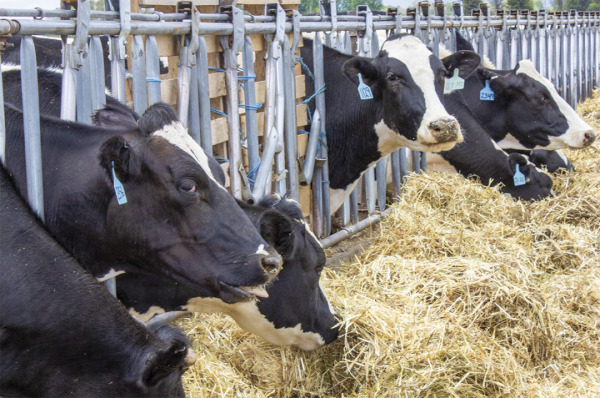 Shaping Dairy Farm Vaccination Decisions: Social Pressure and Vet Influence