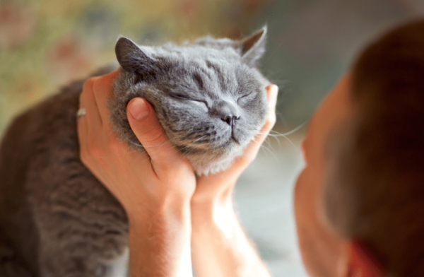 Meow Mix-Up: New Study Reveals Israeli Attitudes on Stray Cats