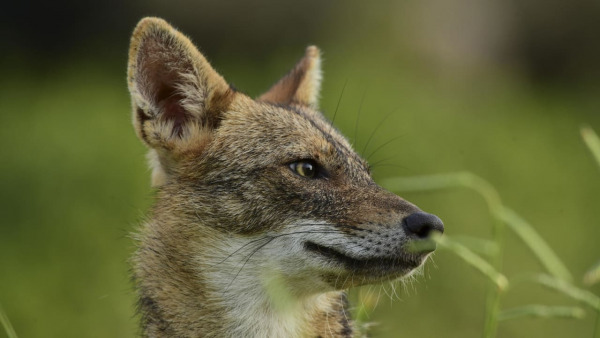 Decoding Wildlife Movement to Predict the Next Pandemic Decoding Wildlife Movement to Predict the Next Pandemic