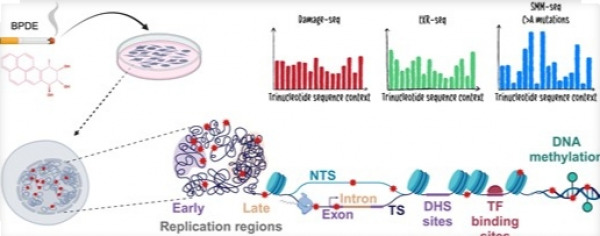  How the DNA’s Environment Shapes Smoking-Related Cancer Risk