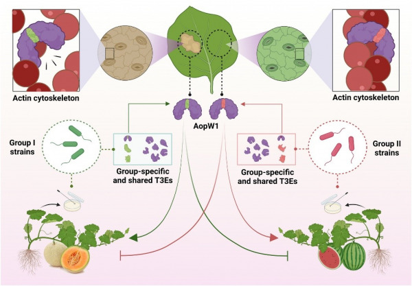 Critical Insights into Bacterial Fruit Blotch and Its Impact on Melon and Watermelon Crop Health