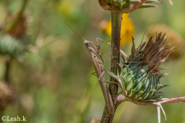 A New Map of Arthropod Evolution, From Fossils to Embryos