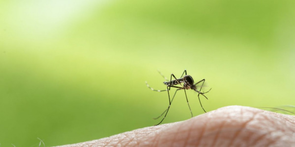 HU Researchers Develop New Method to Prevent Mosquito Bites