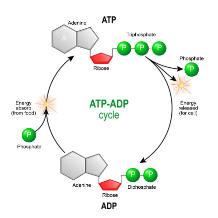 How Tiny Particles Coordinate Energy Transfer Inside Cells Uncovered How Tiny Particles Coordinate Energy Transfer Inside Cells Uncovered