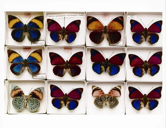 Global Natural History Initiative Builds Groundbreaking Database to Address 21st Century Challenges