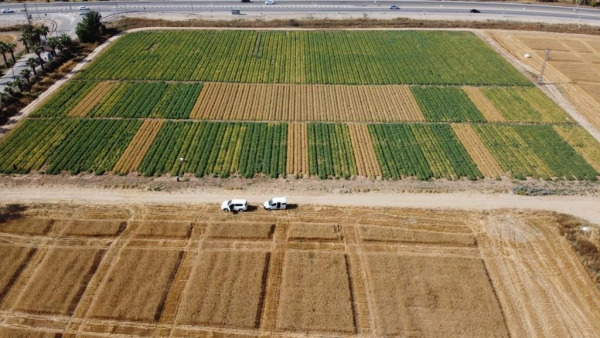 Enhancing Chickpea Irrigation Efficiency, Yield and Sustainability