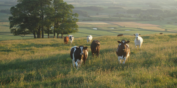 Unveiling Recurrent Foot-and-Mouth Disease in the Middle East