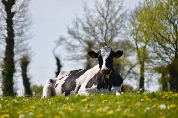 Climate change cuts milk production, even when farmers cool their cows Climate change cuts milk production, even when farmers cool their cows