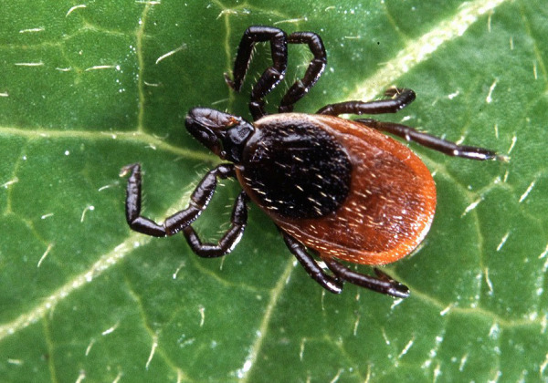 Ticks’ Secret Allies: Bacteria's Hidden Hand in Tick Survival