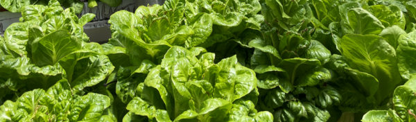 Gene-Edited Lettuce: A New Approach to Fighting Micronutrient Deficiencies