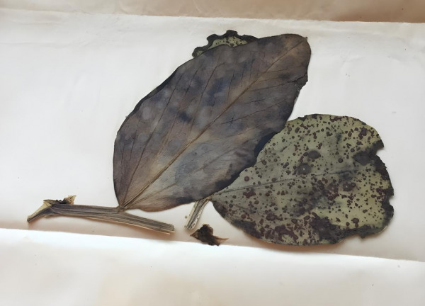 From Herbarium to Life: Reviving 80-Year-Old Fungi Offers New Clues for Sustainable Agriculture