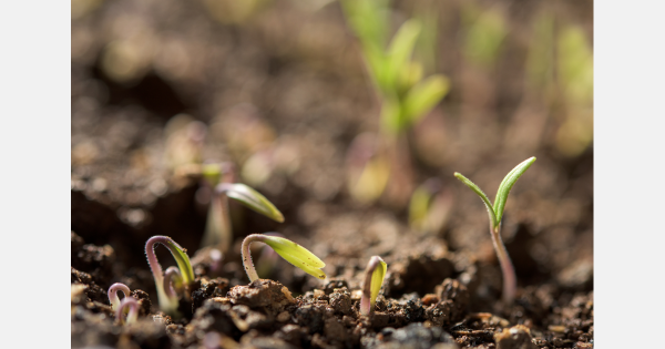 CapsiBreed Advances Commercial Gene Editing in  New Deal with Global Seed Company