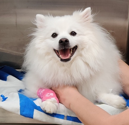 Potential Treatment for Chronic Kidney Disease in Dogs Revealed