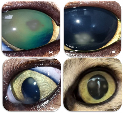 Fire Ant Connection Explored in New Study on Eye Disease in Pets