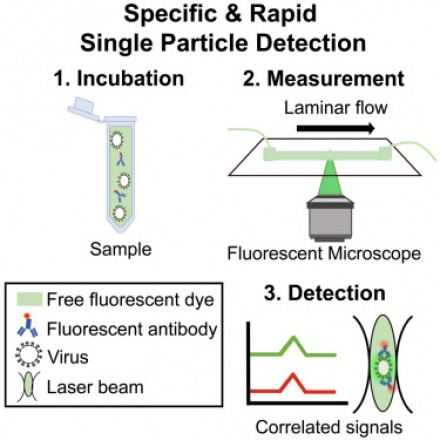 Fast and Accurate Virus Detection Method using 3D printed Setup
