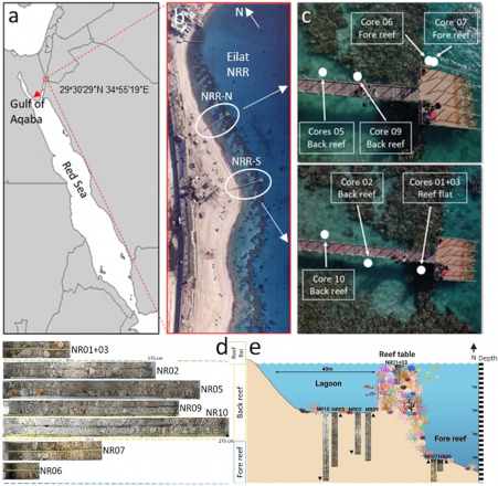 The 3,000-Year Coral Reef Shutdown: A Mysterious Pause and a Remarkable Recovery