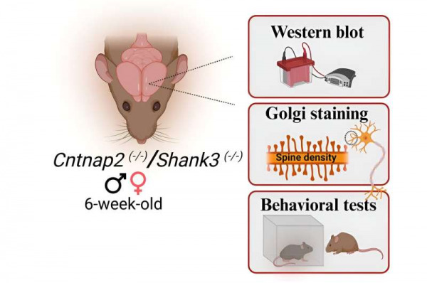 Gender Parity in Autism Research: Synaptic Similarities Challenge Focus on Male Models