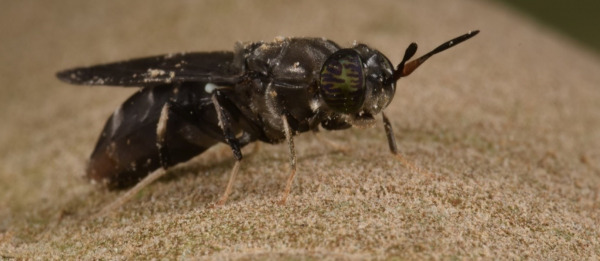 Waste Not: How Insect Oil Could Revolutionize Animal Wellness