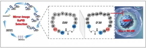 Highly-Stabilized and Selective Inhibitor for Cancer-Causing Enzyme Revealed