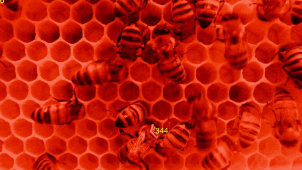 Healthy Bees, Healthy Planet: The Impact of Balanced Diets on Honeybee Colonies