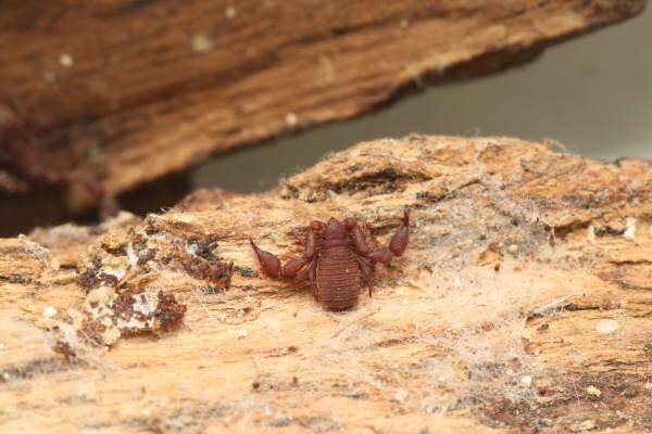 Pseudoscorpions of Israel: Two New Family records Discovered