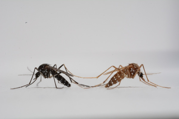 Spot the Males: New Gene-Editing Method Could Transform Mosquito Control