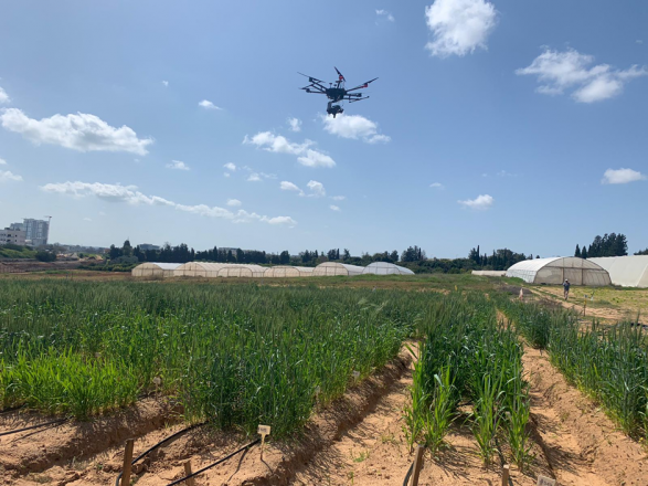 Drones and Genetics Team Up for Drought Smarter Wheat