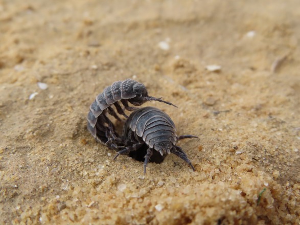HOW DO WOODLICE CHOOSE FEMALE MATES WHEN PREDATORS LURK NEARBY? 