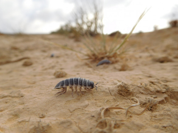 Unravelling Isopods' Culinary Secrets and Why It Matters for Ecosystems