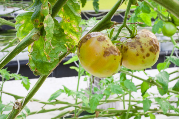 HU Researchers Develop New Protein-Based Biosensor to Detect Crop Disease