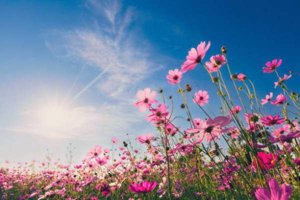 Petunia’s Secret: Cracking Nature’s Perfume with Key Floral Scent Gene