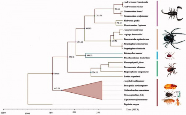 New Insights Into the Evolution of Spiders, Scorpions, and Their Relatives