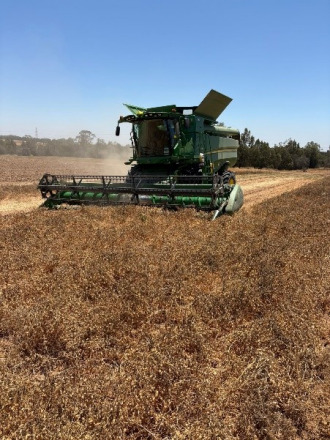 Satellite Data and Machine Learning Boost Irrigation Decisions in Chickpea Farming