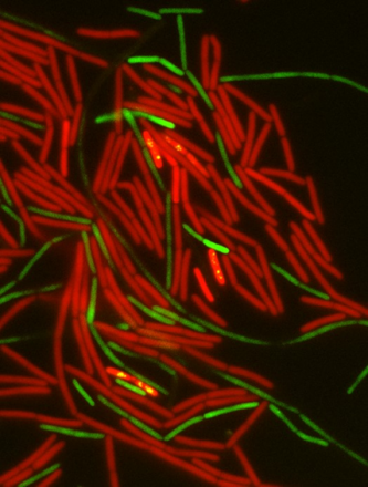 Spinning Into Resistance: The Flagella’s Hidden Role
