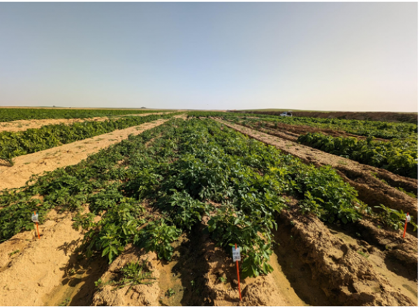 Intel Ignite Tel Aviv Partners with Hebrew University Startup 'Rumafeed' for  Innovative Agricultural Project in Holit
