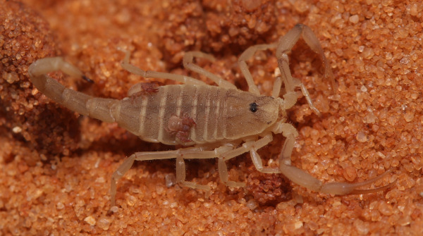 Tiny Pseudoscorpion Rides on a Scorpion observed for the First Time