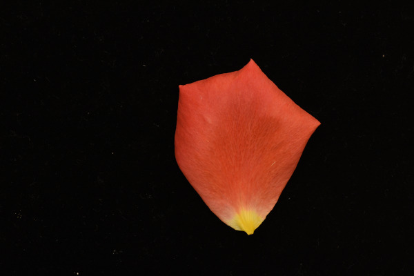 Why Rose Petals Curl: Hidden Geometry of Nature’s Beauty Uncovered