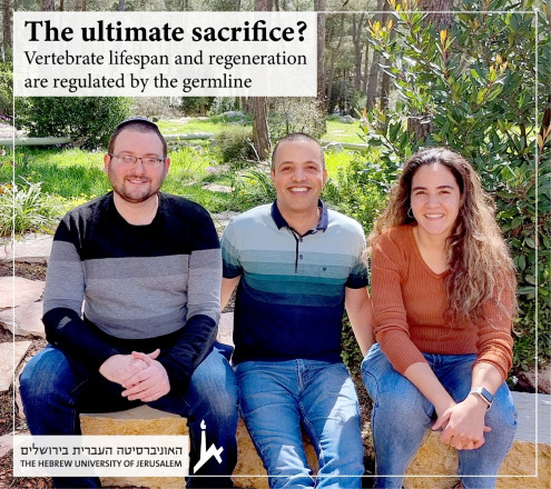 Germline Regulation and Sex Differences: How They Impact Lifespan in Vertebrates - Insights from a New Study